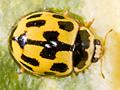 Propylea quattuordecimpunctata